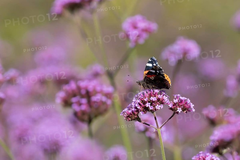 Red admiral butterfly (Vanessa atalanta) adult insect feeding on a garden Verbena bonariensis flower in summer, England, United Kingdom