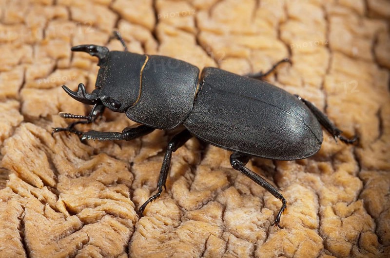 Beetle beetle, dorcus parallelipipedus, lesser stag beetle, beetle, coleoptera, insects, beetles, males, males