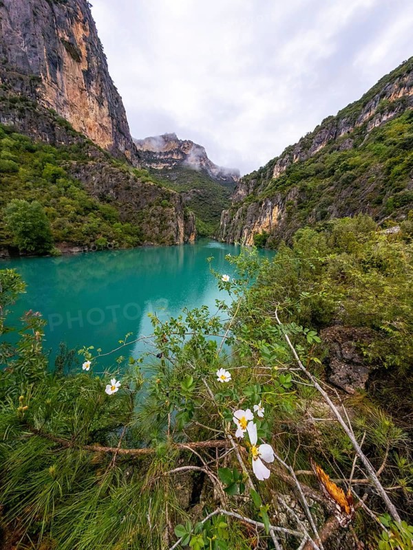 Entremon gorge revealing vibrant turquoise cinca river water flowing through towering canyons, surrounded by lush green vegetation and white wildflowers under an overcast sky in huesca, spain