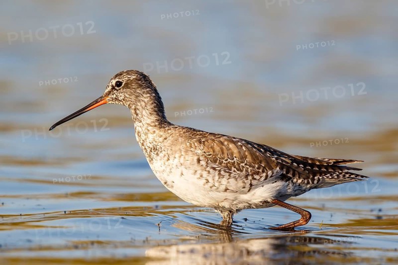 Spotted Redshank (Tringa erythropus) foraging, Lesvos, Greece