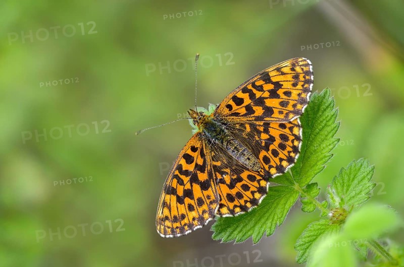 Boloria dia, clossiana dia, grove violet pearl butterfly, lean grass pearl butterfly, weaver's fritillary, butterfly, insects, butterfly, butterflies, butterflies