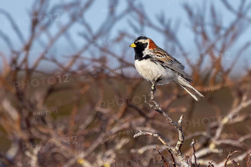 Lapland longspur, Lapland bunting (Calcarius lapponicus) adult male in summer plumage perched in tree in spring, Sweden, Scandinavia