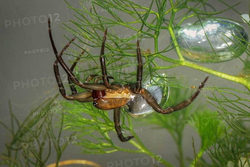 Argyroneta aquatica, diving bell spider, arachnids, water spider, aquatic, leo, spiders, spiders