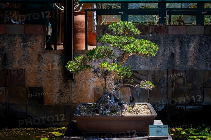 Impressive hundred-year-old bonsai, Kirstenbosch Botanic Garden, Fynbos, Eastern Cape, Cape Town, South Africa