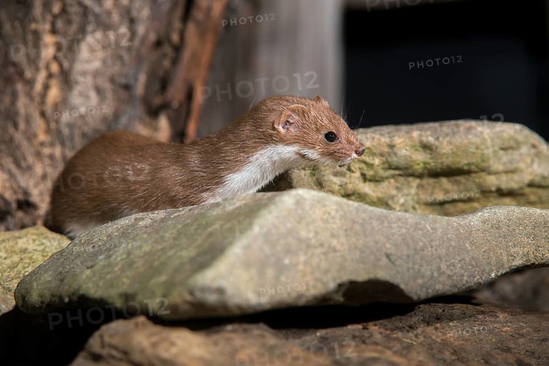 Carnivora, least weasel, mouse weasel, mustela nivalis, predators, mammals, raptors, mammals