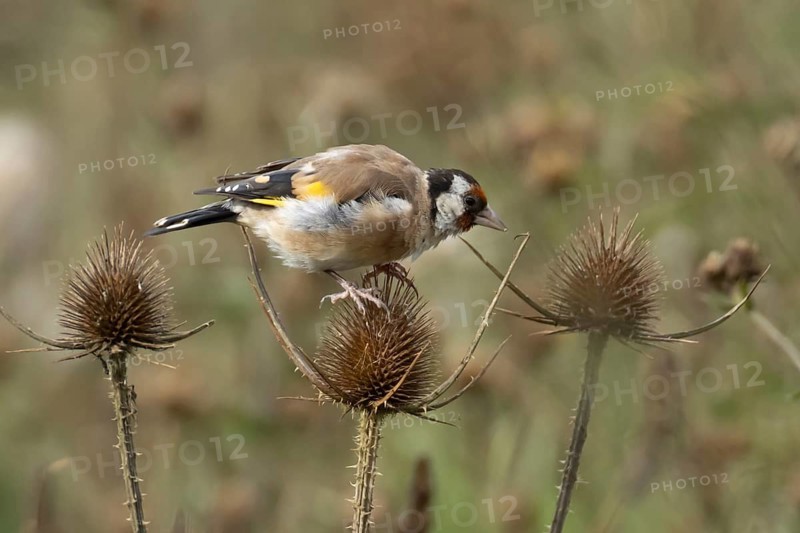 European goldfinch (Carduelis carduelis) adult bird feeding on a Teasel (Dipsacus fullonum) seedhead, England, United Kingdom
