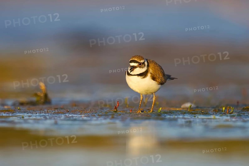 Little Ringed Plover (Charadrius dubius) foraging, North Rhine-Westphalia, Germany