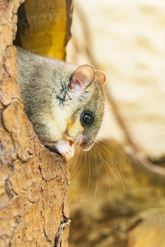 European edible dormouse (Glis glis) coming out of a tree hole, Bavaria, Germany