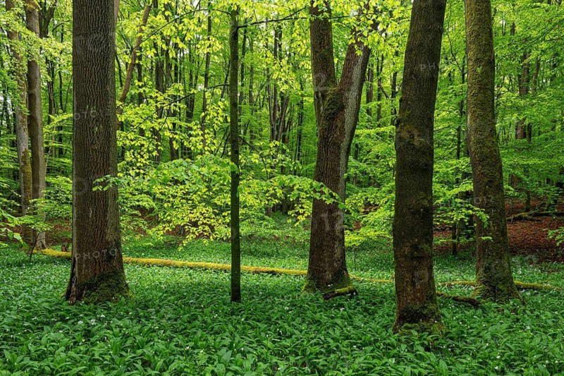 Mighty old European beech trees (Fagus sylvatica) in a forest carpeted with wild garlic (Allium ursinum) in spring, Hainich National Park, Thuringia, Germany