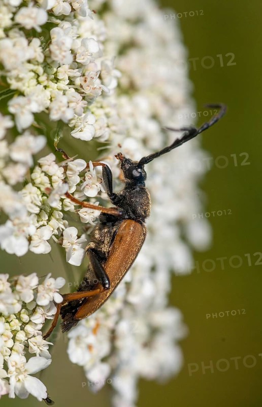 Aredolpona rubra, Cerambycidae, Corymbia rubra, common longhorn beetle, Leptura rubra, red-brown longhorn beetle, redneck, stictoleptura rubra, beetle, longhorn, coleoptera, high size, portrait format, insects, beetles, males, males, males