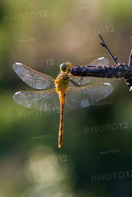 Southern Darter, Sympetrum Meridional, Southern Heidelibel, Anisoptera, Damselflies, Dragonflies, Greece, adolescent, high size, portrait format, insects, young animal, juvenile, dragonflies, odonata