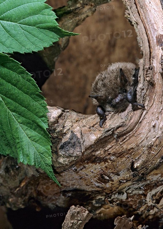 Brandt's bat, incendiary bat, large bearded bat, myotis brandti, bats, chiroptera, FFH, bats, high size, portrait format, mammals, mammals