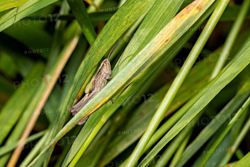 A grasshopper sits amongst green blades of grass in its natural habitat: a lesser marsh grasshopper near Herleshausen, Germany (Chorthippus albomarginatus)