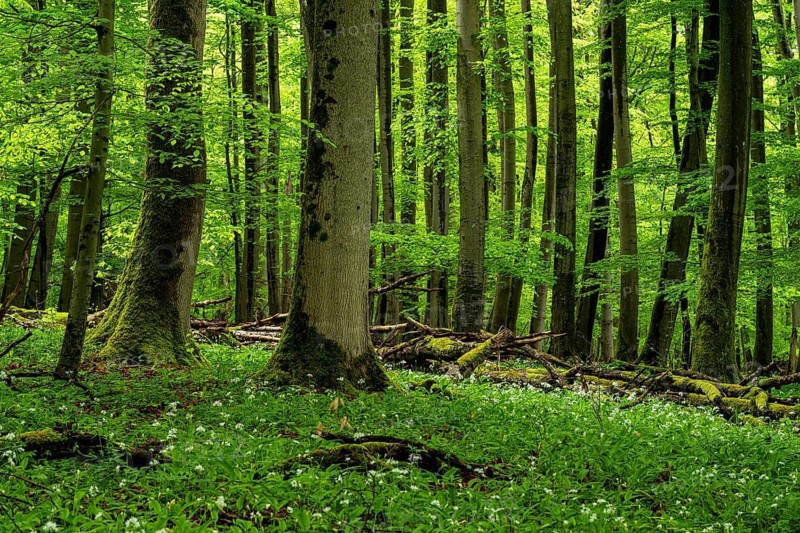 An atmospheric, mystical primeval forest with ancient, moss-covered European beech trees (Fagus sylvatica) and green foliage, surrounded by white-flowering wild garlic (Allium ursinum) and deadwood, Hainich National Park, Thuringia, Germany