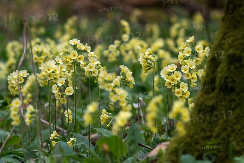 Tall cowslip, primrose, primula elatior, primulaceae, cowslip, forest cowslip, flora, spring, hornweed, plants, spring, true oxlip