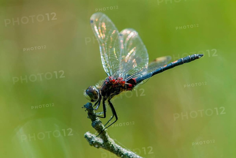 Little moss maiden, leucorrhinia dubia, white-faced darter, anisoptera, damselflies, dragonflies, insects, dragonflies, males, odonata