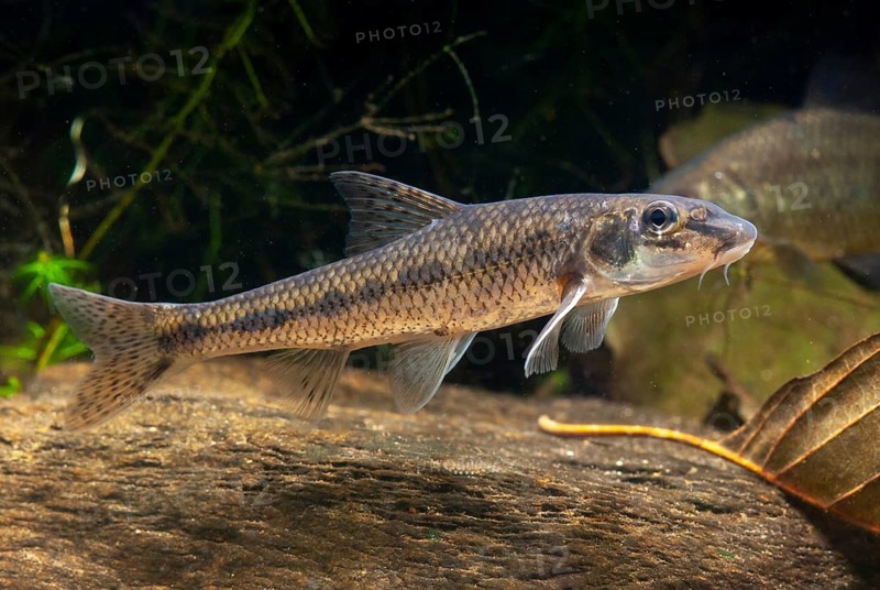 Gobio Gobio, Gründling, Gudgeon, Cress, Fishes, Pisces