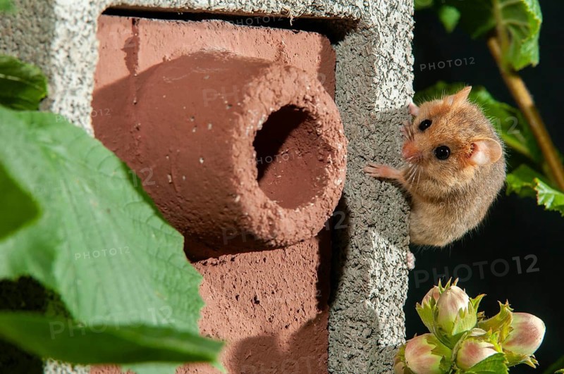 Hazel vole, Hazel dormouse, Muscardinus avellanarius, rodents, rodentia, bilche, dormice, dormouse, mammals, nesting aid, nest box, rodents, sleepers, mammals