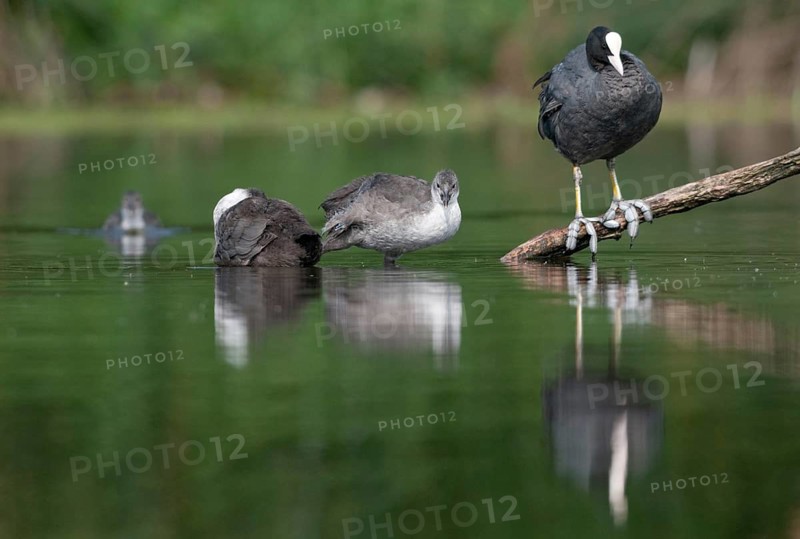 Eurasian Coot coot, fulica atra, birds, coot rail, gruiformes, adolescent, juvenile, crane birds, rails, railbirds, hooded birds, rallidae, birds, waterbirds, waterbirds