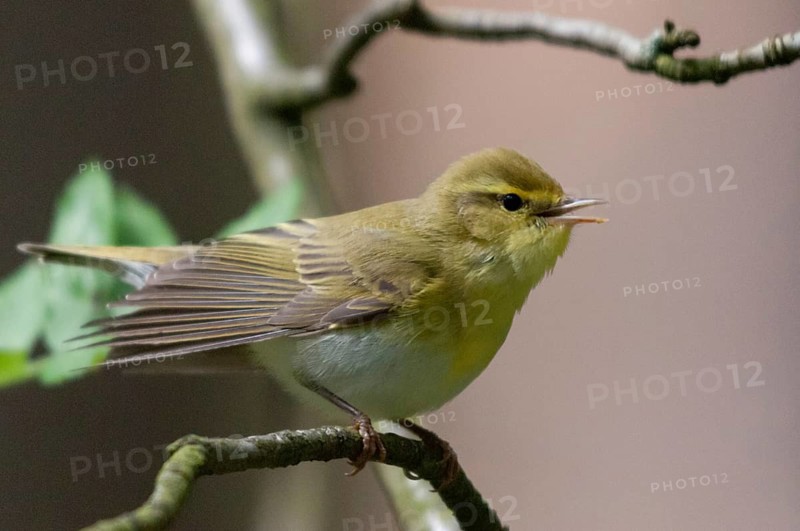 Phylloscopus sibilatrix, woodwarbler, birds, song, passeri, singing, songbirds, songbirds, birds