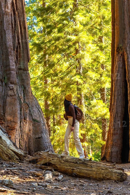 Woman backpacker exploring the national park, standing on a fallen log, admiring the towering giant sequoia trees in a vibrant forest, enjoying travel and nature