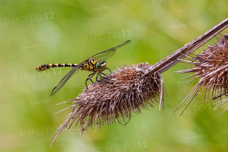 Green-eyed hook-tailed dragonfly, green-eyed hooktail, small pincertail, dragonfly, onychogomphus forcipatus, small pincertail, anisoptera, Bulgaria, damselflies, dragonflies, insects, dragonflies, odonata