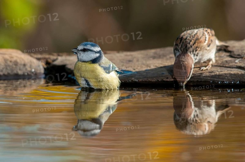 Blue tit, tree sparrow, parus caeruleus, passer Montanus, sparrow, tree sparrow, bath, bird bath, birds, tit, passeri, songbirds, sparrow, sparrow, sparrow, sparrow, birdbath, birds, watering place