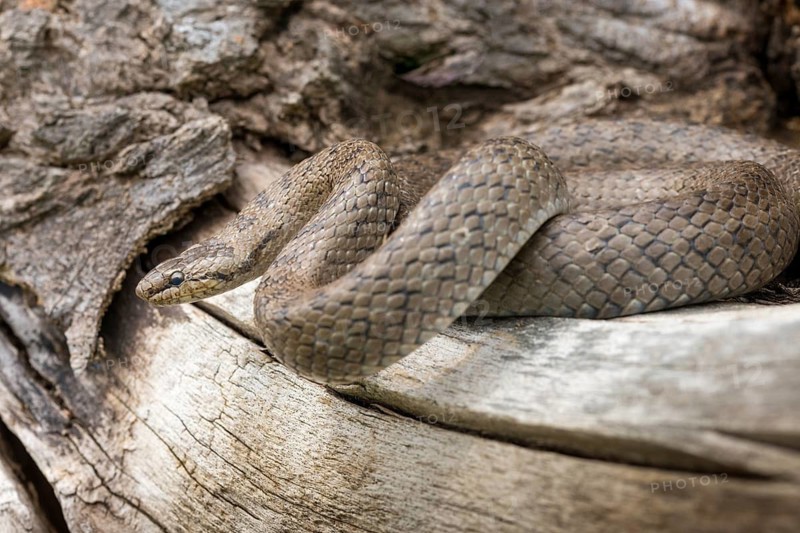 Coronella Austriaca, smooth snake, critters, reptilia, reptilia, reptiles, snakes, snakes