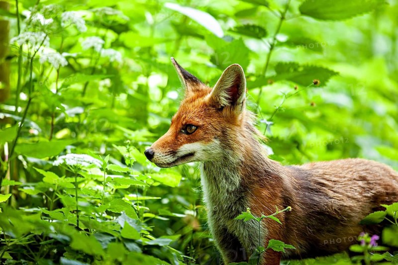 A fox stands in the green forest, looking intently, a red fox in the Hainich near Mühlhausen, Thuringia, Germany (Vulpes vulpes)