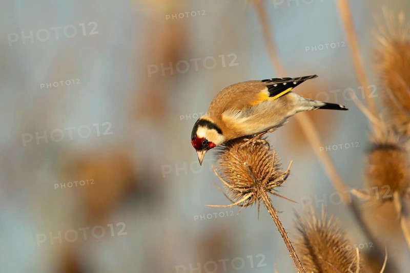 European goldfinch (Carduelis carduelis) adult garden bird on a Teasel (Dipsacus fullonum) seedhead, England, United Kingdom