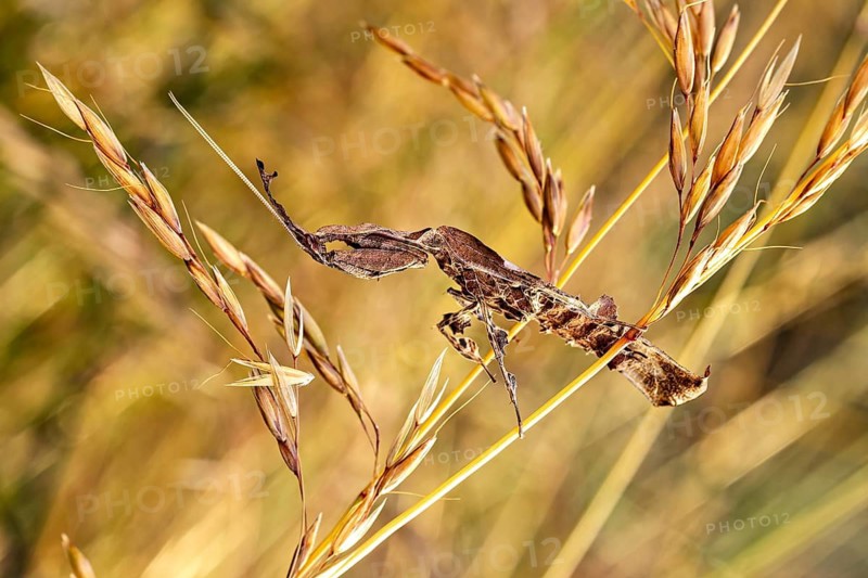 A twig that looks like an insect, lying in dry grass, a ghost mantis in a meadow near Windhoek in Namibia (Phyllocrania paradoxa)