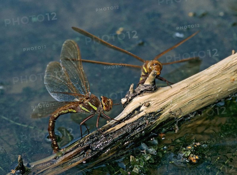 Aeshna grandis, brown mosaic maiden, brown hawker, anisoptera, damselflies, dragonflies, egg deposition, egg laying, female, insects, leo, dragonflies, odonata, female