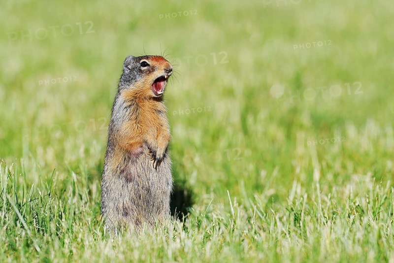 Columbia ground squirrel (Urocitellus columbianus, Spermophilus columbianus), calling, Waterton Lakes National Park, Alberta, Canada