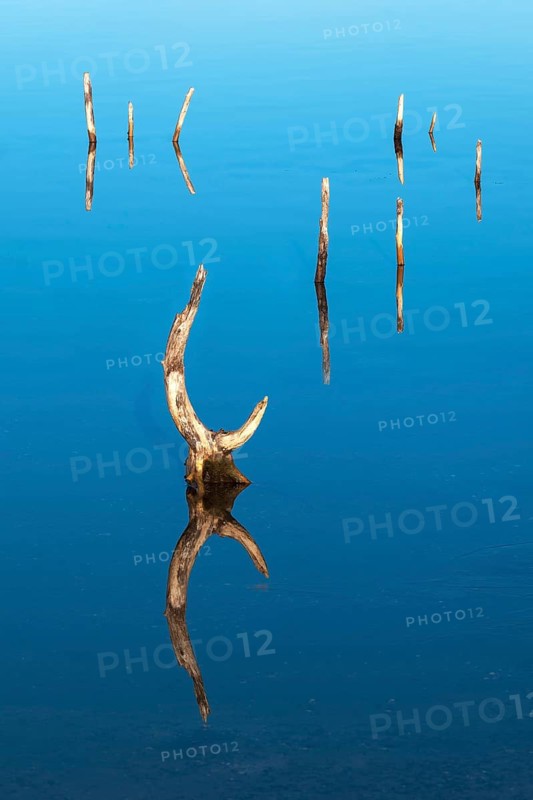 Detail, tree stumps in the water of Lake Haselbach, near Altenburg, Thuringia, Germany