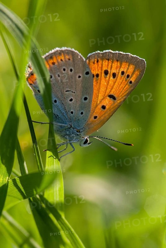 Large fire butterfly, large copper, Lycaena dispar, Bulgaria, butterfly, female, high size, portrait format, insects, butterfly, butterflies, butterflies, female