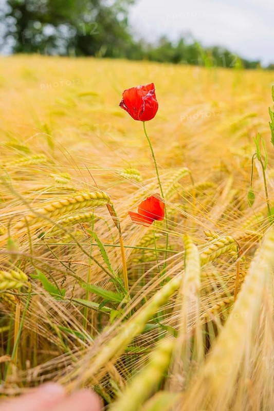 A bright red poppy stands out in a cornfield, Gechingen, Hecken and Gäu region, Landreis Calw, Germany