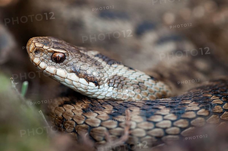 European adder, European viper, venomous snake, vipera berus, critters, female, poisonous reptilia, reptilia, snakes, snakes, female