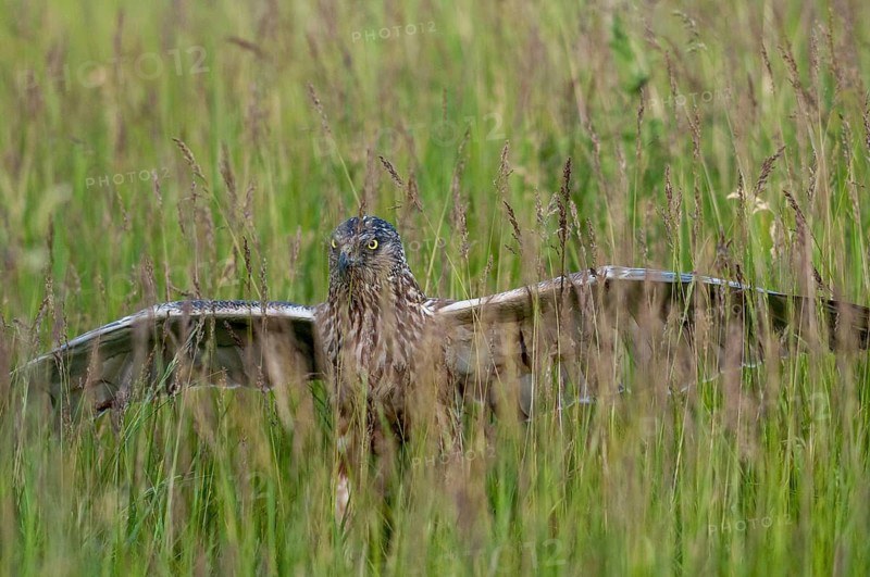 2009, Accipitriformes, Brandenburg, Circus Aeruginosus, Germany, Grünhäuser See, Marsh Harrier, Nabu, national natural heritage, natural paradise Grünhaus, harrier, post-mining landscape, birds, falconiformes, birds of prey, green house, male, raptor, raptors, birds