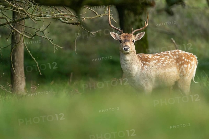 Fallow deer (dama dama), male, deer, Zandvoort, North Holland, Netherlands