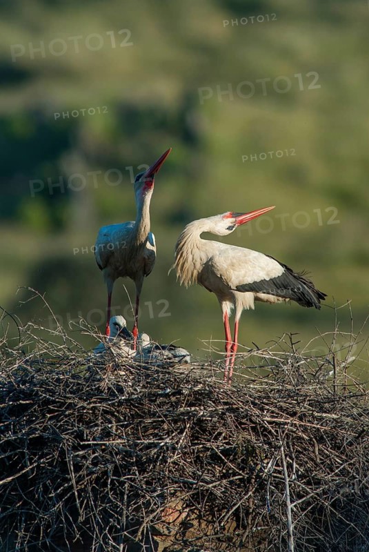Ciconia ciconia, white stork, birds, ciconiiformes, extremadura, high size, portrait format, nest, walking birds, Spain, wading birds, stork, stork, stork, storks, birds