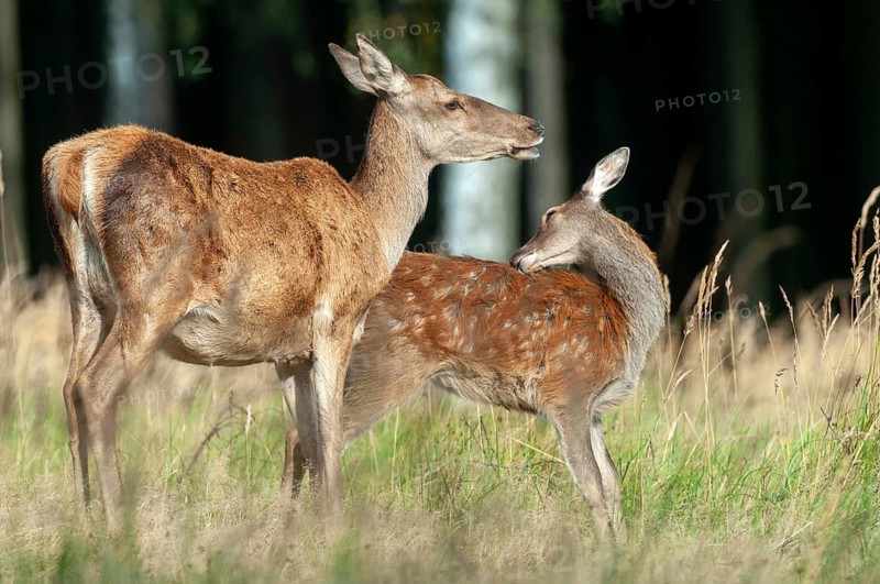 Artiodactyla, Cervus Elaphus, even-toed ungulate, cloven-hoofed, red deer, red deer, adult animal, deer, calf, mammals, mammals
