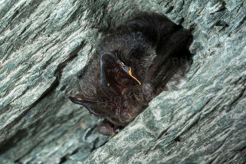 Barbastella Barbastellus, Barbastelle bat, pug bat, bat, chiroptera, bats, mammals, mammals, winter sleep, hibernation