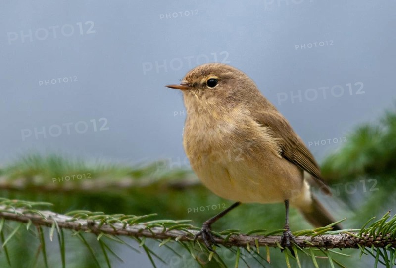 Chiffchaff, phylloscopus collybita, zilpzalp, birds, passeri, songbirds, birds