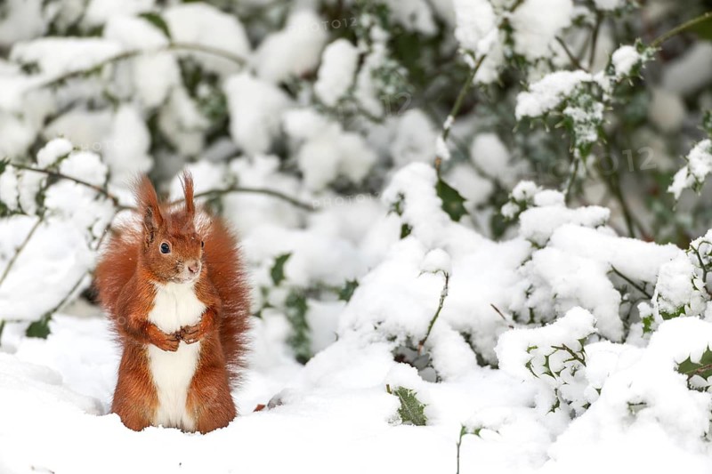 The orange-red fur of the squirrel (Sciurus vulgaris) forms a beautiful contrast to the snow, winter, cold, sweet, cute, winter stock, December, Germany