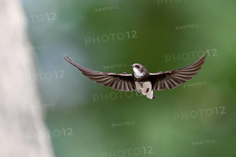 Sand Martin (Riparia riparia), in flight, Reussegg Nature Reserve, Canton of Aargau, Switzerland
