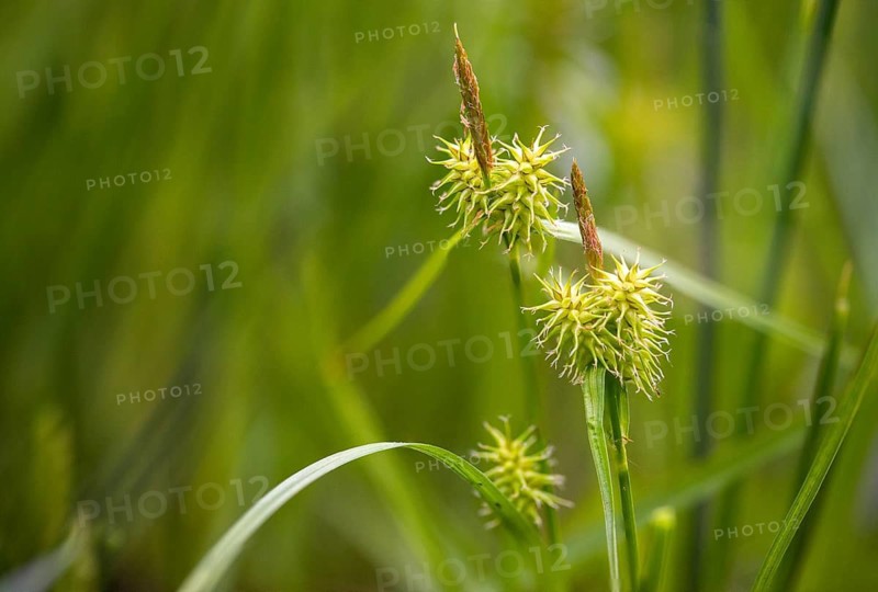 Carex flava, cyperaceae, yellow sedge, hedgehog grass, sour grass, flora, hedgehog grass, plants, sedges