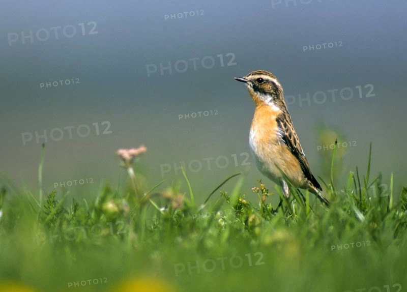Whinthroat, saxicola rubetra, whinchat, birds, female, leo, passeri, songbirds, birds, female, meadow