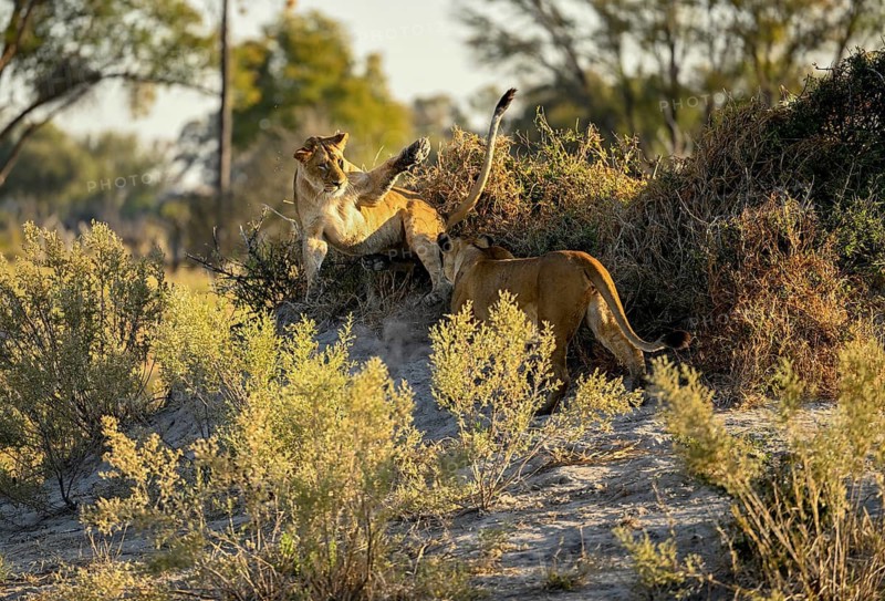 Two fighting lionesses (Panthera leo) near Atzaró Camp, Okavango Delta, North-West District, Botswana