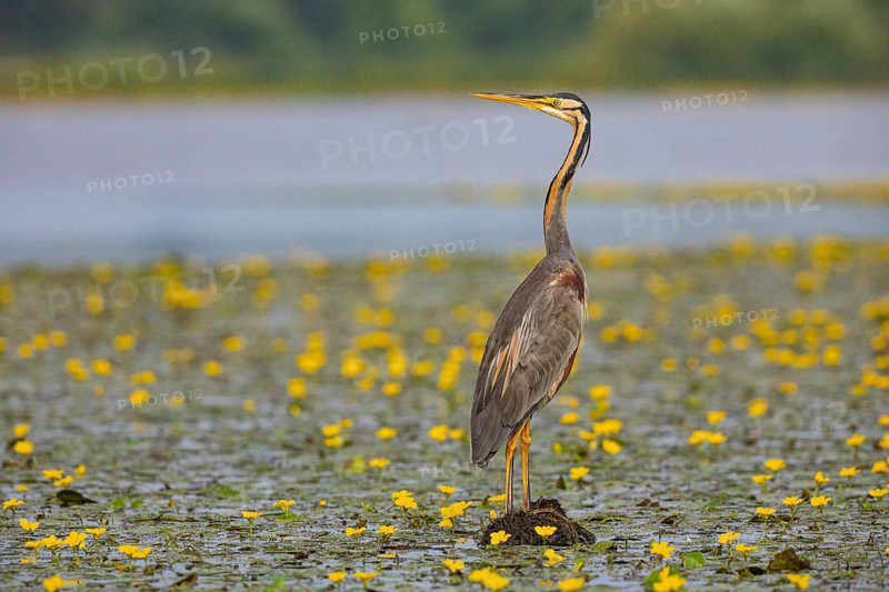 Purple heron (Ardea purpurea) amidst flowering water lilies Hungary