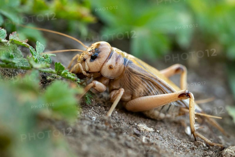 Brachytrupes Megacephalus, Giant Cricket, Granelli, Gryllus Megacephalus, Italy, Pantani Cuba and Longarini, giant crickets, migratory bird sanctuary Pantani Cuba & Longarini, Ensifera, crickets, insects, Italy, long-feeler scare, male, Sicily, foundation for biodiversity